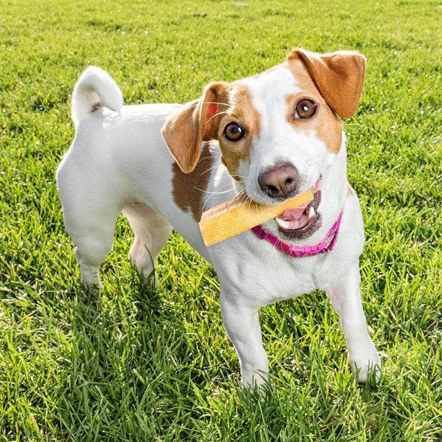 Small Yak Milk Dog Chews - Eco Pack - peaksnpaws