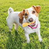 Small Yak Milk Dog Chews - Eco Pack - peaksnpaws